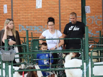 U prolazu, Novosadski sajam