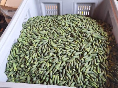 U punom jeku berba kornišona U punom jeku berba kornišona