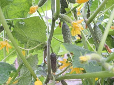 U punom jeku berba kornišona U punom jeku berba kornišona