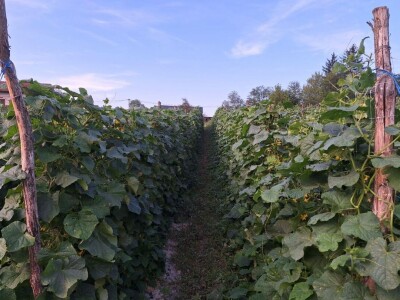 U punom jeku berba kornišona U punom jeku berba kornišona