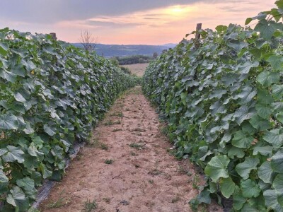 U punom jeku berba kornišona U punom jeku berba kornišona