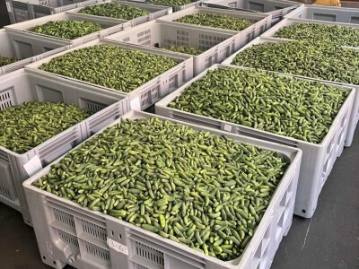 U punom jeku berba kornišona U punom jeku berba kornišona