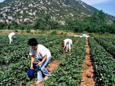 U punom jeku berba vrgoračkih jagoda