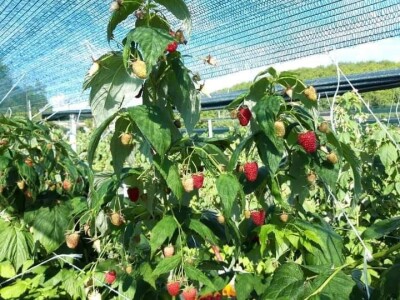 U RaspberryLand-u Sarajevo sve spremno za nadolazeću sezonu