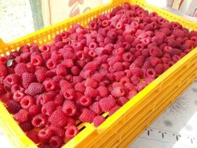 U RaspberryLand-u Sarajevo sve spremno za nadolazeću sezonu