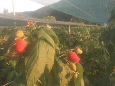U RaspberryLand-u Sarajevo sve spremno za nadolazeću sezonu