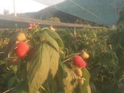 U RaspberryLand-u Sarajevo sve spremno za nadolazeću sezonu