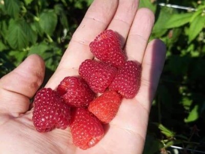 U RaspberryLand-u Sarajevo sve spremno za nadolazeću sezonu