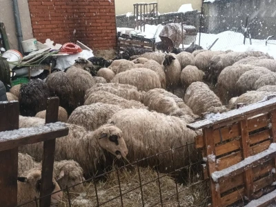 U rušenju štale uslijed obilnog snijega stradale ovce