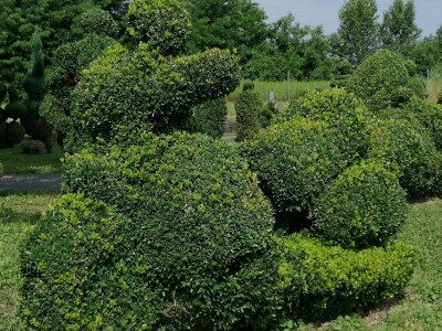 U Sračincu jeotvoren topiary  park