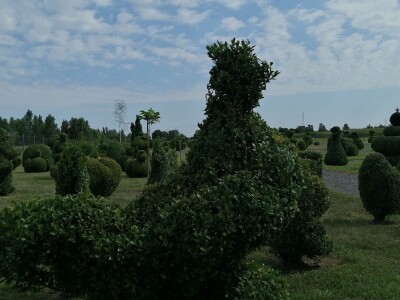 U Sračincu jeotvoren topiary  park