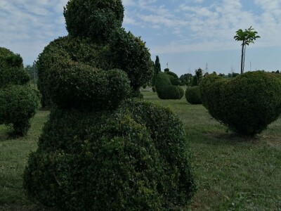 U Sračincu jeotvoren topiary  park