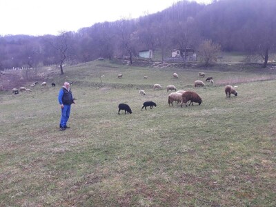 U Srebrenici ovaca k'o u priči, a vunu neće niko U Srebrenici ovaca k'o u priči, a vunu neće niko