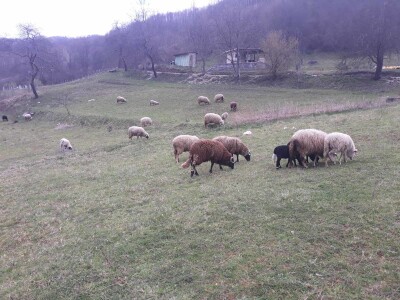 U Srebrenici ovaca k'o u priči, a vunu neće niko U Srebrenici ovaca k'o u priči, a vunu neće niko