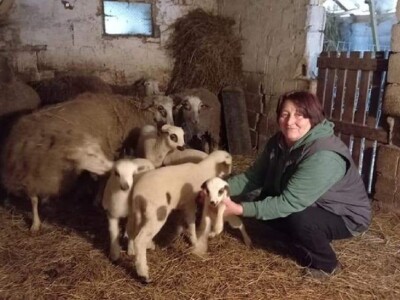 U Srebrenici ovaca k'o u priči, a vunu neće niko U Srebrenici ovaca k'o u priči, a vunu neće niko