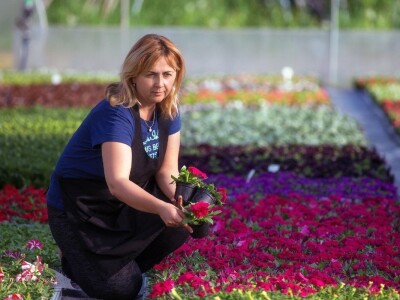 U suvremenim plastenicima godišnje uzgoje 70 000 komada rezanih cvjetova