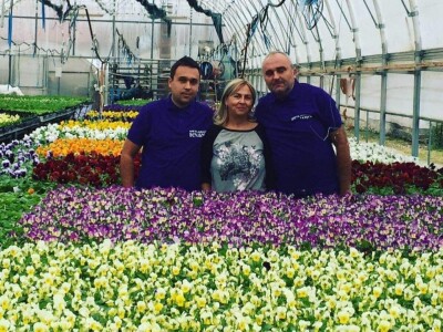 U suvremenim plastenicima godišnje uzgoje 70 000 komada rezanih cvjetova