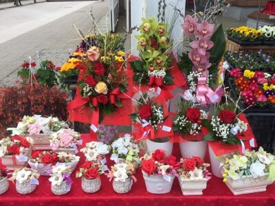 U suvremenim plastenicima godišnje uzgoje 70 000 komada rezanih cvjetova