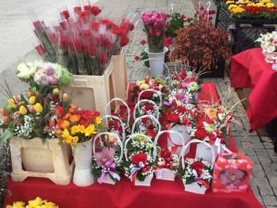 U suvremenim plastenicima godišnje uzgoje 70 000 komada rezanih cvjetova