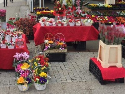 U suvremenim plastenicima godišnje uzgoje 70 000 komada rezanih cvjetova