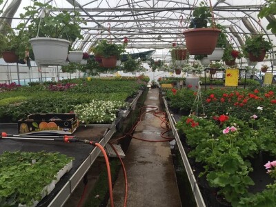 U suvremenim plastenicima godišnje uzgoje 70 000 komada rezanih cvjetova