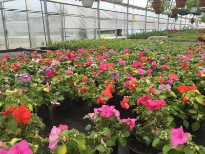 U suvremenim plastenicima godišnje uzgoje 70 000 komada rezanih cvjetova