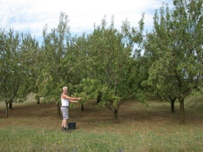 U tijeku berba bajama, Branko Kaloper u Vojniću Sinjskom