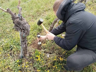 U tlu maslinika Zadarske županije niske razine pesticida, ali treba pripaziti na bakar