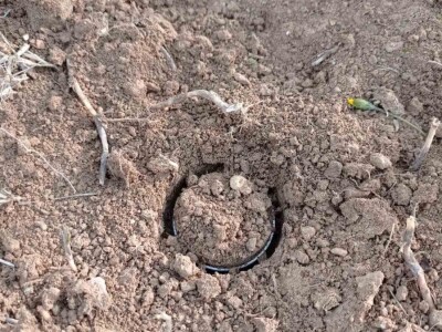 U tlu maslinika Zadarske županije niske razine pesticida, ali treba pripaziti na bakar