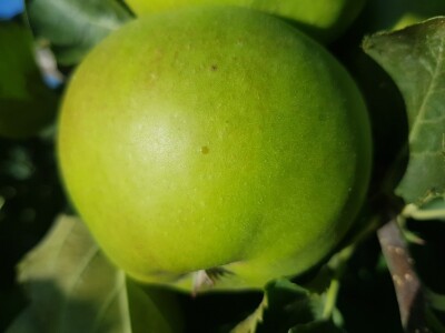 U toku je piljenje larvi druge generacije jabučnog smotavca