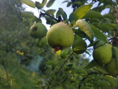 U toku je piljenje larvi druge generacije jabučnog smotavca