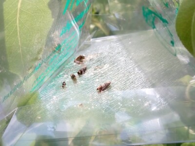 U toku je piljenje larvi druge generacije jabučnog smotavca