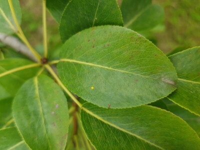 U toku je piljenje larvi druge generacije jabučnog smotavca