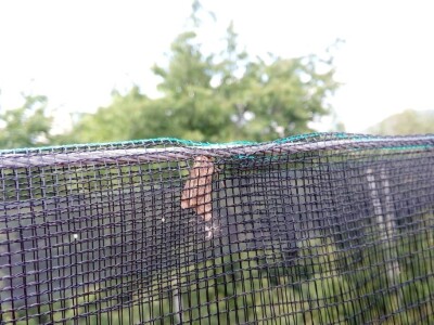 U toku je piljenje larvi druge generacije jabukinog smotavca