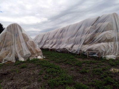 U tvrtki Biovinis godišnje proizvedu više od tisuću tona biostelje U tvrtki Biovinis godišnje proizvedu više od tisuću tona biostelje