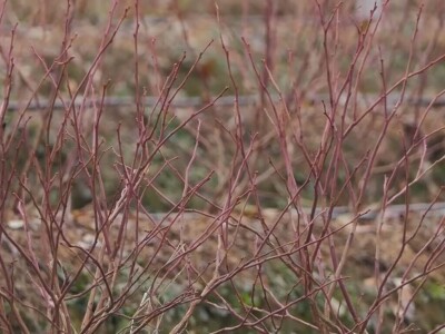 U valjevskom kraju nedostaju rasadnici