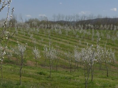 U valjevskom kraju nedostaju rasadnici