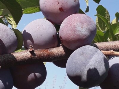 U valjevskom kraju nedostaju rasadnici