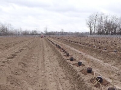 U valjevskom kraju nedostaju rasadnici