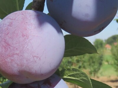 U valjevskom kraju nedostaju rasadnici