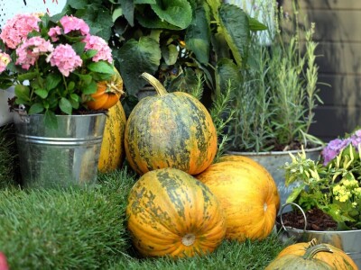 U Varaždinu je otvoren atraktivni Bučograd U Varaždinu je otvoren atraktivni Bučograd