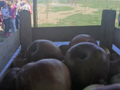 U Varaždinu je zasađen prvi javni voćnjak U Varaždinu je zasađen prvi javni voćnjak