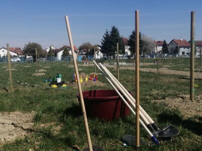 U Varaždinu je zasađen prvi javni voćnjak U Varaždinu je zasađen prvi javni voćnjak