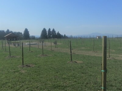 U Varaždinu je zasađen prvi javni voćnjak U Varaždinu je zasađen prvi javni voćnjak