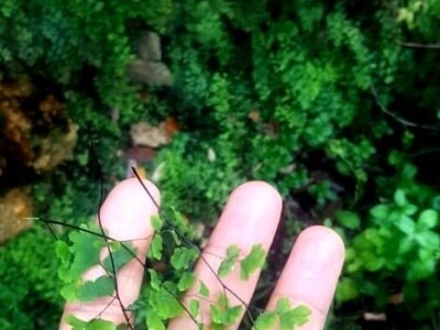 U višegradskoj banji raste endemska paprat vilina vlas U višegradskoj banji raste endemska paprat vilina vlas