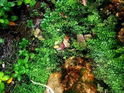 U višegradskoj banji raste endemska paprat vilina vlas U višegradskoj banji raste endemska paprat vilina vlas