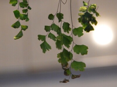 U višegradskoj banji raste endemska paprat vilina vlas U višegradskoj banji raste endemska paprat vilina vlas