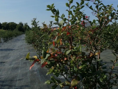 U vrtu Damira Crlenog, predsjednika Hrvatskog kuharskog saveza