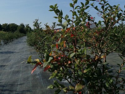 U vrtu Damira Crlenog, predsjednika Hrvatskog kuharskog saveza