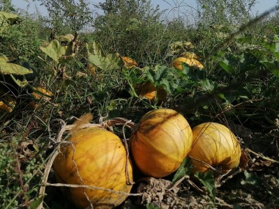 U vrtu Damira Crlenog, predsjednika Hrvatskog kuharskog saveza